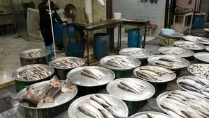 جدول قیمت ماهی امروز دوشنبه ۵ مرداد ۱۴۰۵ | قزل آلا کیلویی چند؟ 