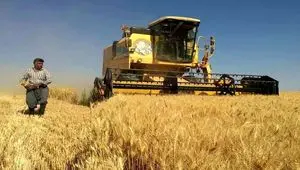 آیا گندم وارداتی باز هم ارزان‌تر از گندم داخلی خواهد بود!؟