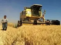 آیا گندم وارداتی باز هم ارزان‌تر از گندم داخلی خواهد بود!؟
