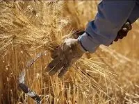 طبق قانون باید پس از تحویل گندم به دولت، مطالبات کشاورزان پرداخت شود