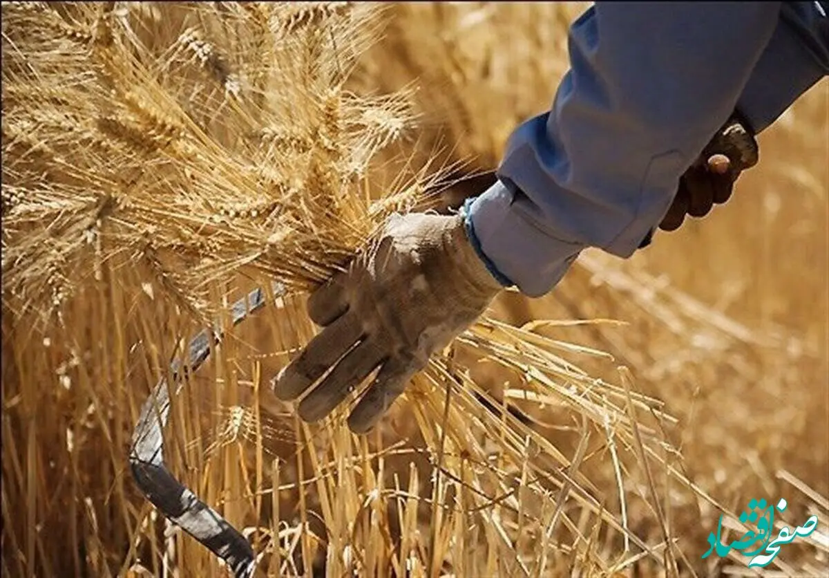 طبق قانون باید پس از تحویل گندم به دولت، مطالبات کشاورزان پرداخت شود