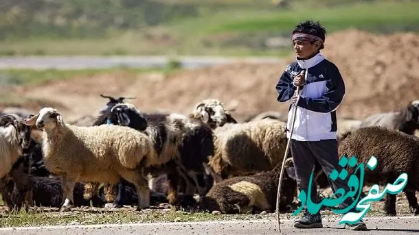 قیمت جدید دام زنده امروز جمعه ۱۵ دی ماه ۱۴۰۲ + قیمت گوسفند کیلویی چند؟ 