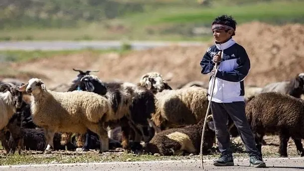 قیمت جدید دام زنده امروز جمعه ۱۵ دی ماه ۱۴۰۲ + قیمت گوسفند کیلویی چند؟ 