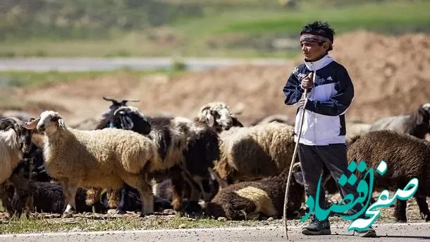 قیمت جدید دام زنده امروز جمعه ۱۵ دی ماه ۱۴۰۲ + قیمت گوسفند کیلویی چند؟ 