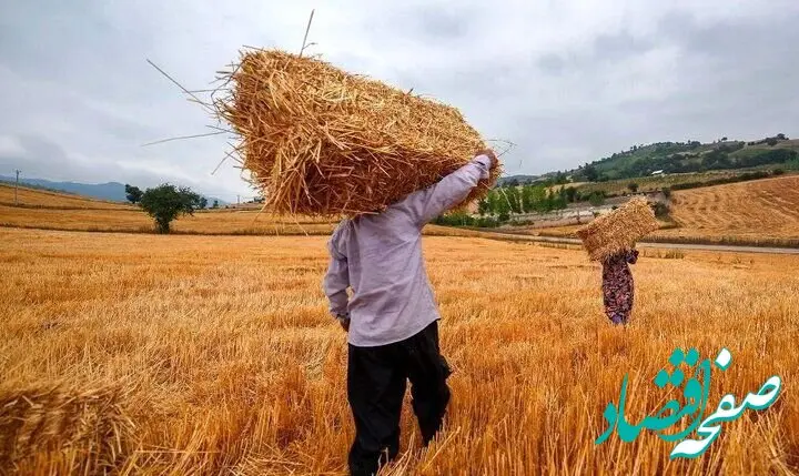 جدیدترین خبر از خرید تضمینی گندم امروز یکشنبه ۱۱ خرداد ماه ۱۴۰۴ | ۱۰ هزار و ۵۰۰ تن گندم مازاد بر نیاز کشاورزان خریداری شد