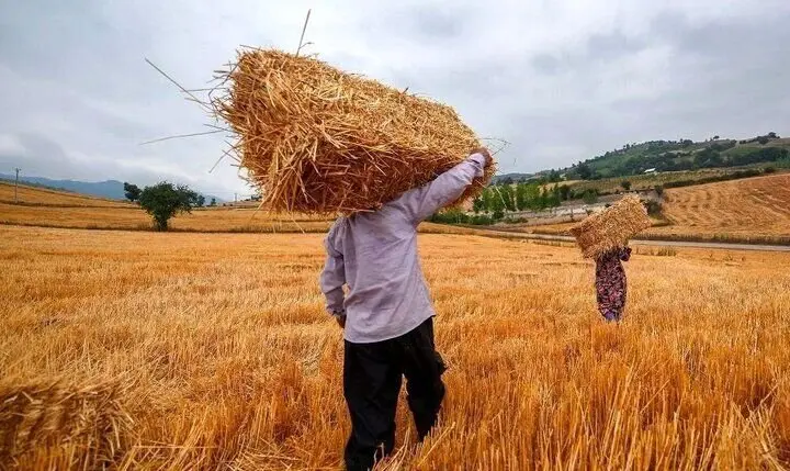 جدیدترین خبر از خرید تضمینی گندم امروز یکشنبه ۱۱ خرداد ماه ۱۴۰۴ | ۱۰ هزار و ۵۰۰ تن گندم مازاد بر نیاز کشاورزان خریداری شد
