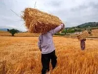 جدیدترین خبر از خرید تضمینی گندم امروز یکشنبه ۱۱ خرداد ماه ۱۴۰۴ | ۱۰ هزار و ۵۰۰ تن گندم مازاد بر نیاز کشاورزان خریداری شد
