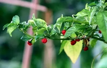 با خوردن این فلفل زنده نمی‌مانید، خود دانید!
