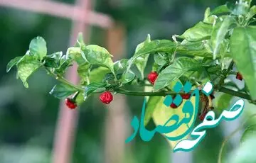 با خوردن این فلفل زنده نمی‌مانید، خود دانید!

