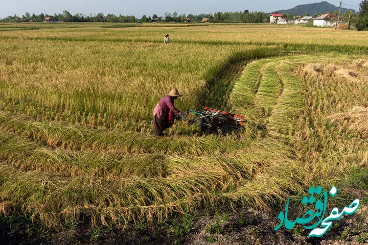 واردات برنج چگونه صفر می شود؟ 