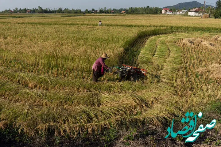 واردات برنج چگونه صفر می شود؟ 