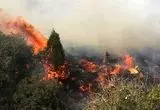 توضیحات سخنگوی سازمان آتش نشانی درباره آتش سوزی در منطقه اوین 