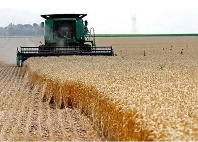 هشدار مجلس درباره تأخیر در پرداخت مطالبات گندم‌کاران؛ خطر کاهش تحویل گندم به دولت