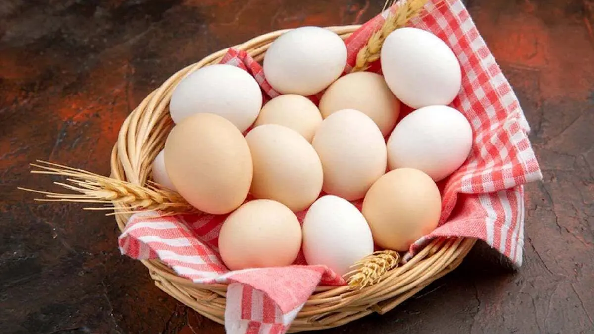 قیمت تخم مرغ امروز سه شنبه ۲۶ دی ماه ۱۴۰۲ در بازار | قیمت تخم مرغ محلی + جدول