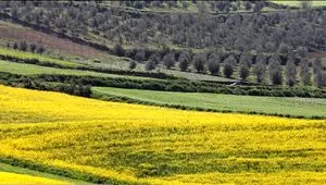 پیش‌بینی کاهش برداشت کلزا و جو در کشور