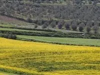 آخرین خبر از خرید کلزا از کلزاکاران امروز ۱۴ شهریور ماه ۱۴۰۲