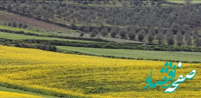 آخرین خبر از خرید کلزا از کلزاکاران امروز ۱۴ شهریور ماه ۱۴۰۲