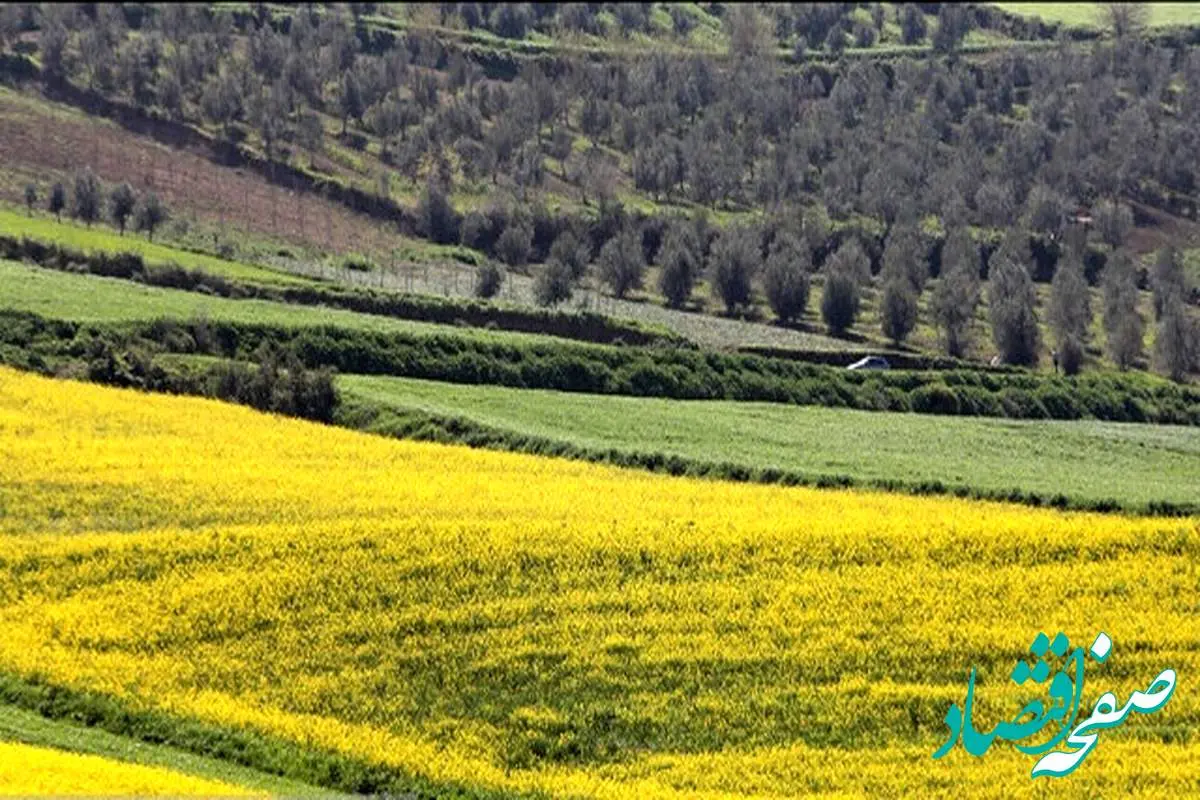 آخرین خبر از خرید کلزا از کلزاکاران امروز ۱۴ شهریور ماه ۱۴۰۲