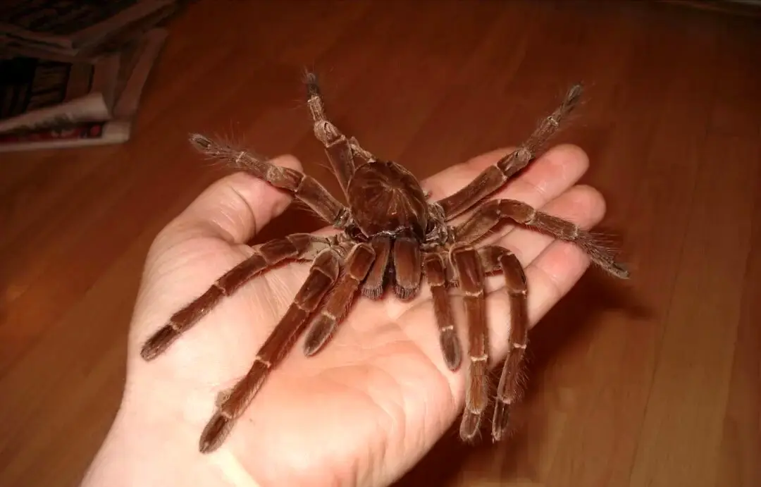 بزرگترین عنکبوت جهان را بشناسید!