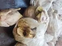 ۲۱ تن مواد غذایی فاسد در کردستان منهدم شد