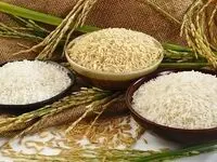 توزیع گسترده برنج ۵۶ تا ۷۰ هزار تومانی آغاز شد