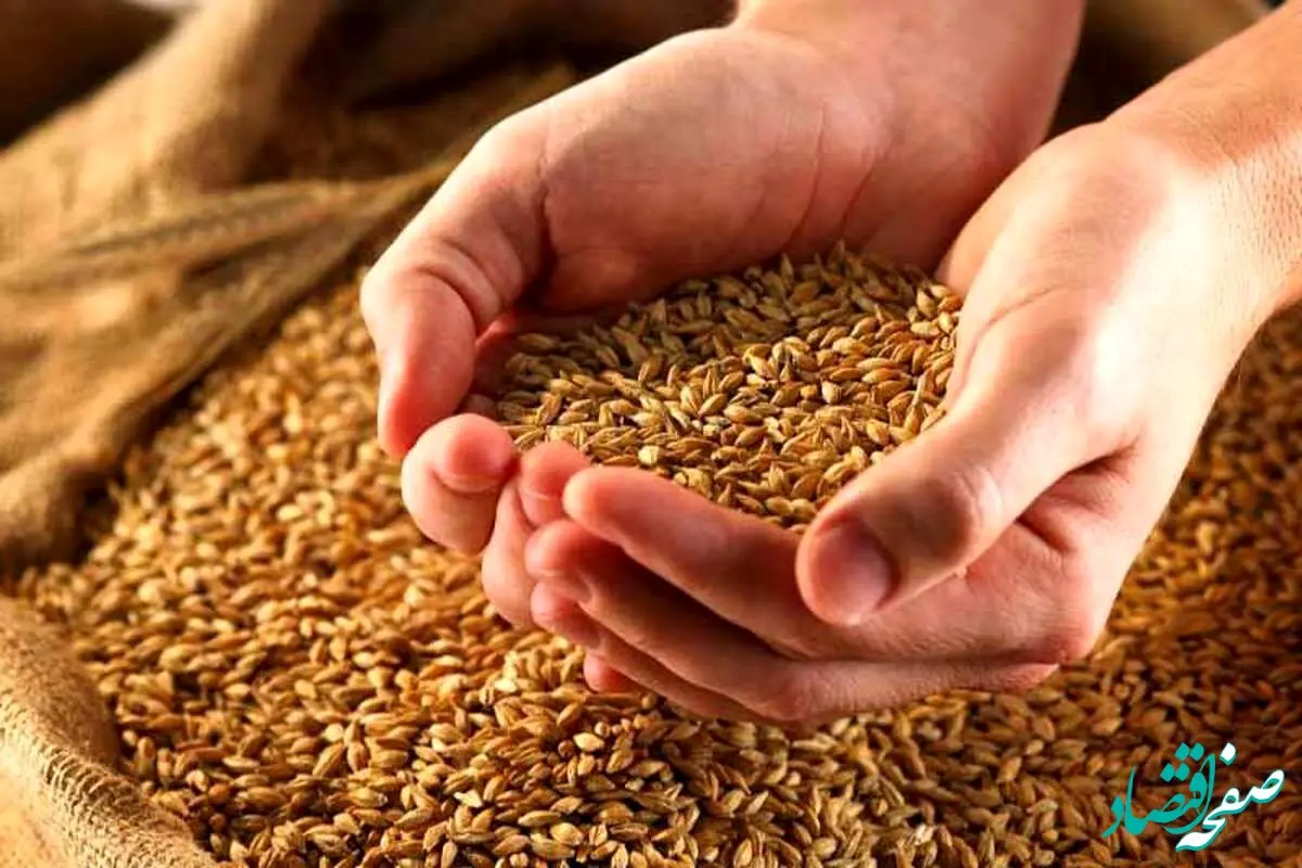 اعلام زمان جدید تعیین قیمت گندم | آیا واقعا هفته آینده قیمت گندم اعلام می شود؟ 