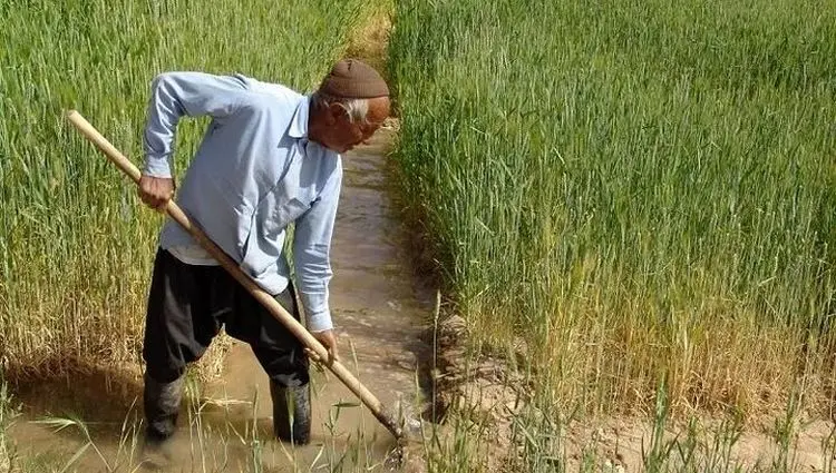 پرداخت ۱۵۰ میلیارد تومان غرامت به این کشاورزان 