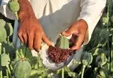 کشت تریاک در ایران آزاد شد