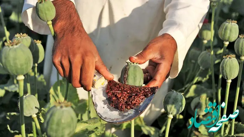 کشت تریاک در ایران آزاد شد