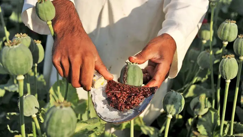 کشت تریاک در ایران آزاد شد