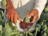 کشت تریاک در ایران آزاد شد