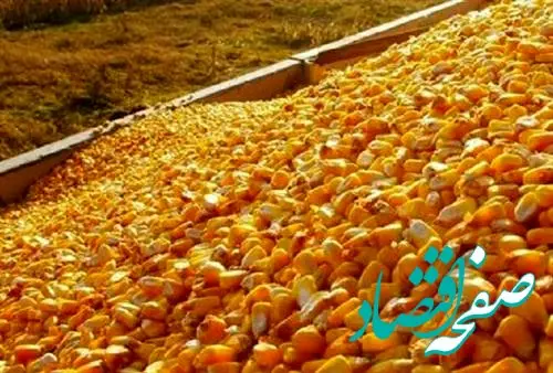ماجرای واردات ذرت آلوده به کشور چیست؟ 