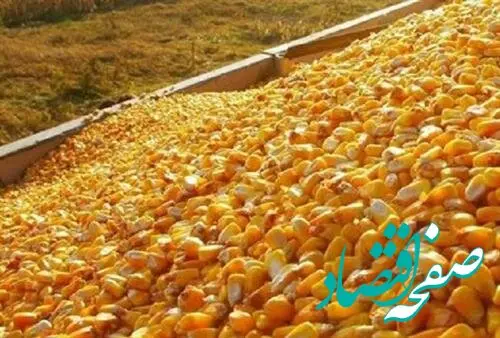 ماجرای واردات ذرت آلوده به کشور چیست؟ 