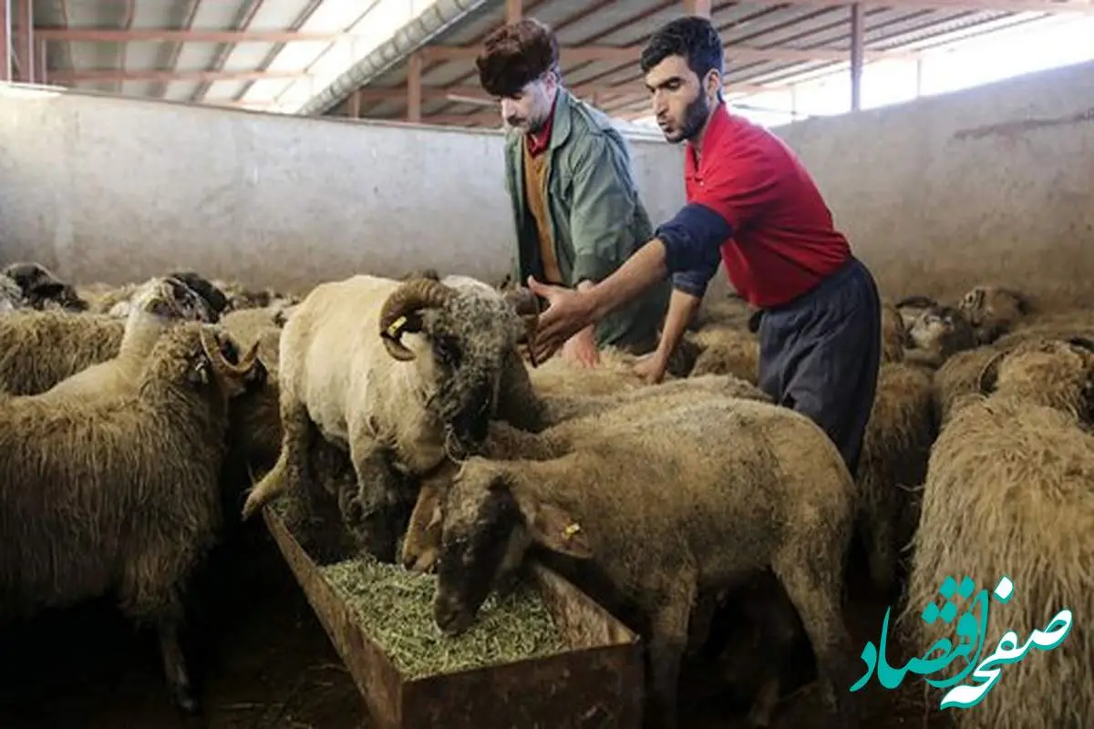 قیمت دام زنده چقدر شد؟ / قیمت گوسفند و گوساله عید قربان با آخرین نرخ