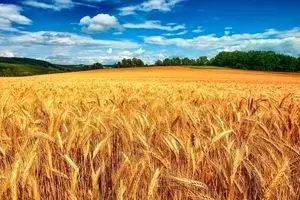 آخرین خبر از نرخ جدید گندم امروز یکشنبه ۲۸ اردیبهشت ماه ۱۴۰۴ | نرخ خرید تضمینی گندم تعیین شد؟