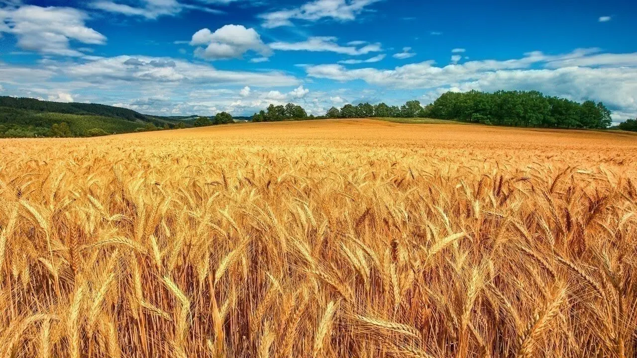 آخرین خبر از خرید تضمینی گندم امروز سه شنبه ۲ اردیبهشت ۱۴۰۴ | قیمت خرید تضمینی گندم ۲۰ هزار و ۵۰۰ تومان