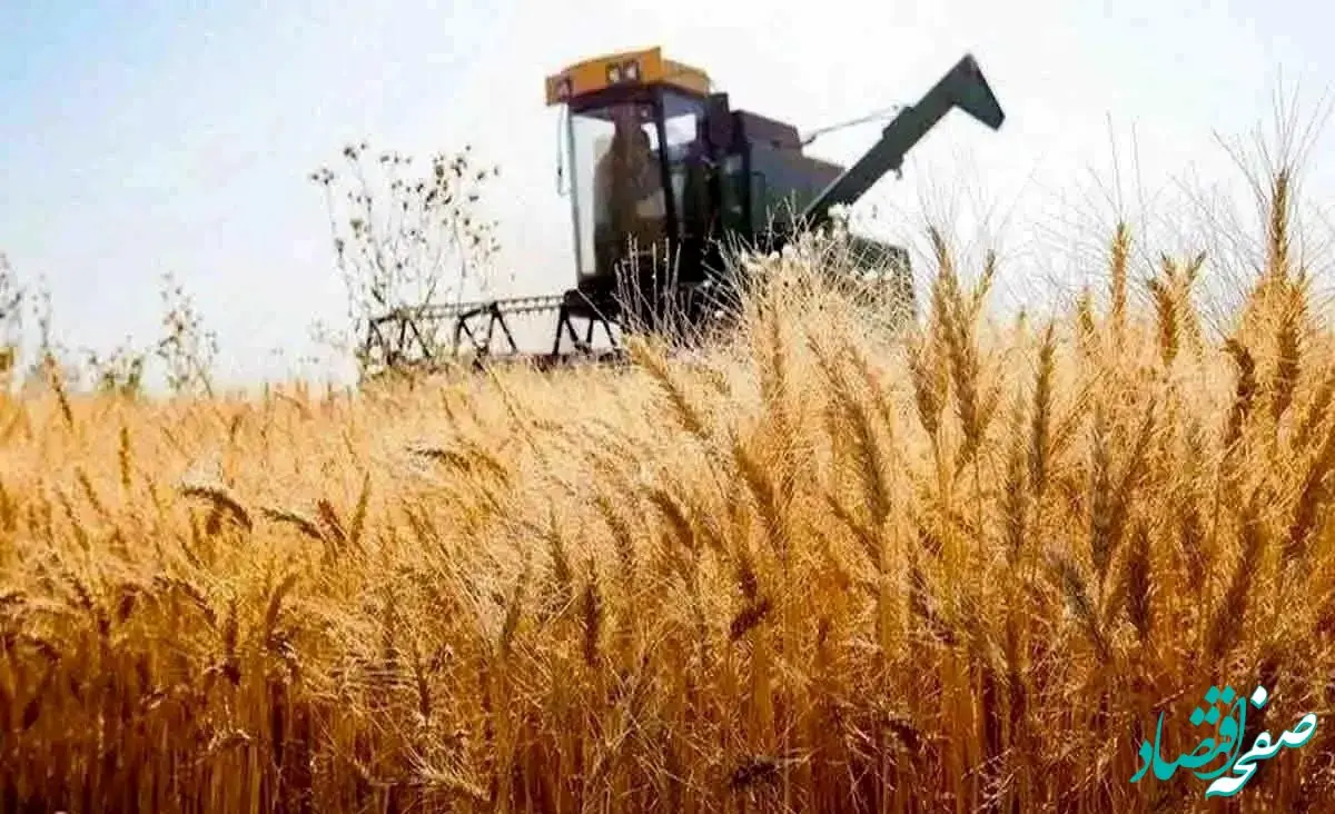 جزئیات نامه مهم به رئیس جمهور درباره قیمت خرید تضمینی گندم ۱۴۰۴