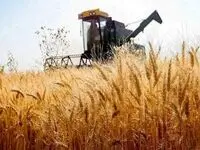 جزئیات نامه مهم به رئیس جمهور درباره قیمت خرید تضمینی گندم ۱۴۰۴