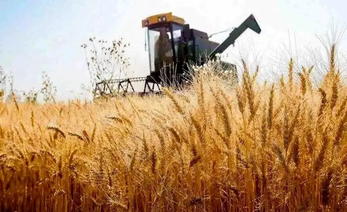جزئیات نامه مهم به رئیس جمهور درباره قیمت خرید تضمینی گندم ۱۴۰۴
