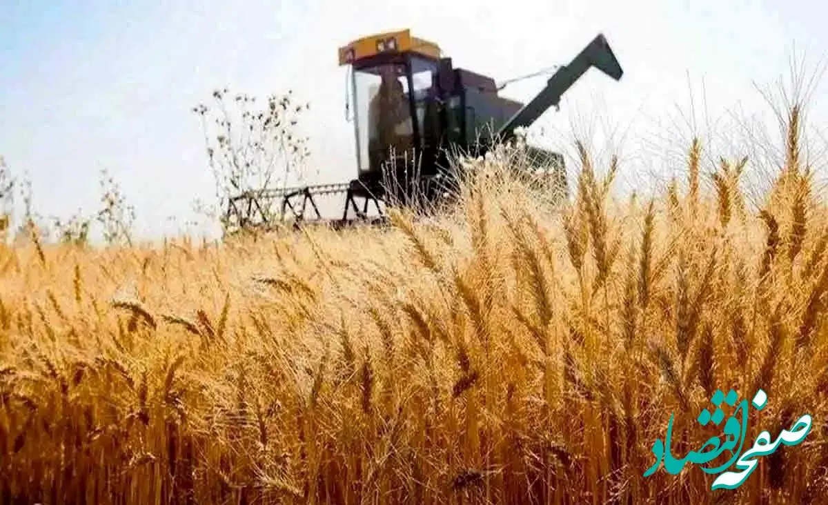 جزئیات نامه مهم به رئیس جمهور درباره قیمت خرید تضمینی گندم ۱۴۰۴