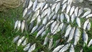 قیمت ماهی امروز شنبه ۲۴ مرداد + جدول