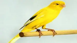 قیمت قناری واقعا سر به فلک کشید | معاوضه یک جفت قناری برابر با حقوق ماهانه ۵ هزار کارمند! 