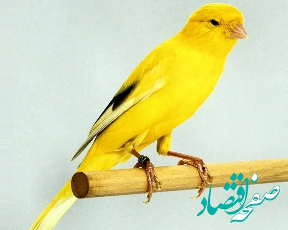 قیمت قناری واقعا سر به فلک کشید | معاوضه یک جفت قناری برابر با حقوق ماهانه ۵ هزار کارمند! 