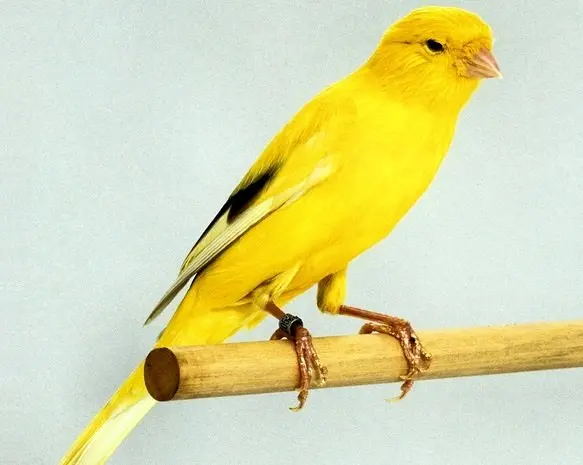 قیمت قناری واقعا سر به فلک کشید | معاوضه یک جفت قناری برابر با حقوق ماهانه ۵ هزار کارمند! 