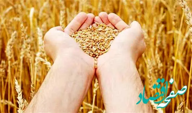 ظاهرا گندمکاران به حقشان نمی‌رسند / نبود چشم اندازی روشن برای پرداخت مطالبات