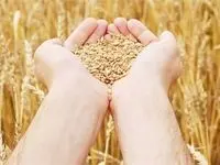 هشدار جدی رئیس بنیاد ملی گندمکاران نسبت به قیمت خرید تضمینی گندم ۱۴۰۴ | قیمت گندم تغییر می‌کند؟
