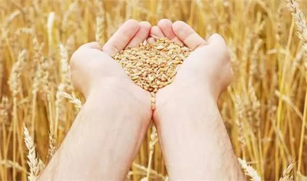 ظاهرا گندمکاران به حقشان نمی‌رسند / نبود چشم اندازی روشن برای پرداخت مطالبات