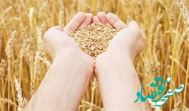 گندمکاران بخوانند/ قیمت واقعی گندم اعلام شد