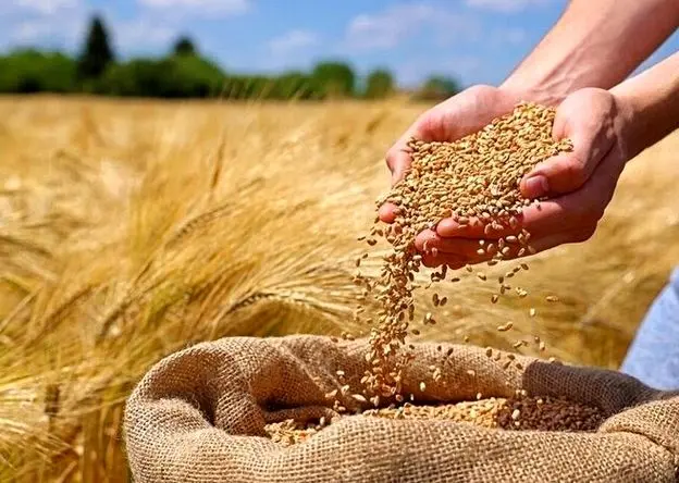 آخرین خبر از پرداخت مطالبات گندمکاران امروز شنبه ۲۱ تیر ماه ۱۴۰۴ / زمان اعلام قیمت خرید تضمینی گندم