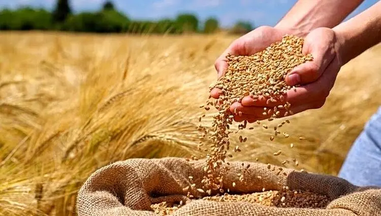 آخرین خبر از پرداخت مطالبات گندمکاران امروز شنبه ۲۱ تیر ماه ۱۴۰۴ / زمان اعلام قیمت خرید تضمینی گندم